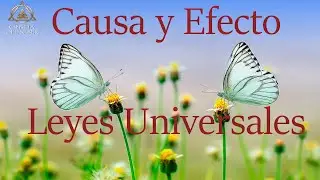 Causa y Efecto - Leyes Universales