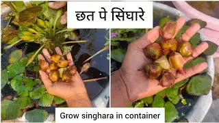 Growing and harvesting singhada on terrace