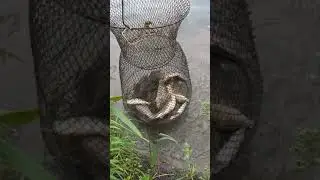 Хороший карась. Ловим карася Май 2021 год)