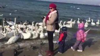 Лебеди зимой в Анапе