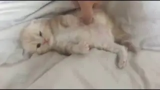 브리티쉬숏헤어+스코티쉬폴드 사이에 나온 한달도 안된 애기