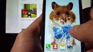 Обои хомяк боксёр!