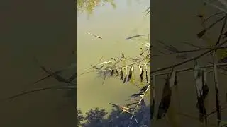 щука мамка на 20кг,шок видео,рыбалка,смотреть до конца