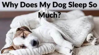 Why Does My Dog Sleep So Much?