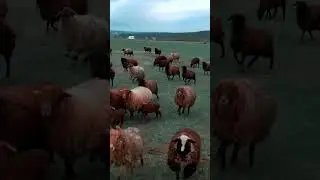 Вот откуда берется самая вкусная баранина в Дагестане)