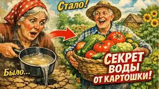 НЕ ВЫЛИВАЙТЕ ЭТО! Вода от картошки спасет ваш урожай.