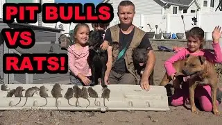 2 Pit Bulls and a Mini Lurcher DESTROY Back Yard Rats!