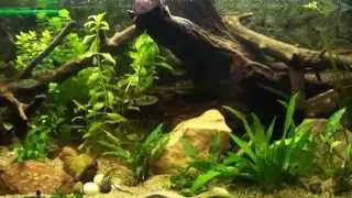 exodon tank update