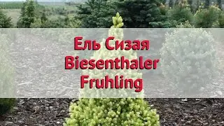 Ель сизая Бисенталер Фрулинг 🌿 Обзор: посадка и уход. крупномеры ели: описание и особенности
