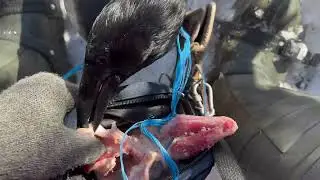 Любитель гонять ворон и купаться в снегу.