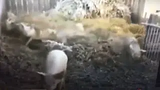 Вьетнамские Свиньи 🐷 и больше ничего не надо!