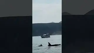 Касатки