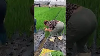Green Onion Harvest 