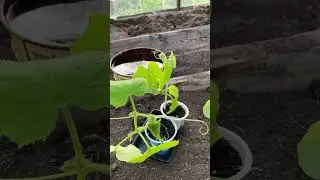 Кратко о том, как проходят мои выходные #светланаратушняк