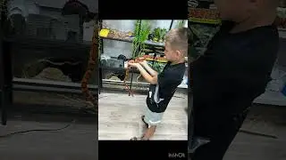 Покупка ящерицы 🦎 #хочуврекомендации #рептилия #эублефар #питомец #уфа