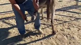 Mocha-10Y.O. BLM JENNY