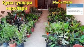 Қува гуллари нархлари. 20 июнь 2023й