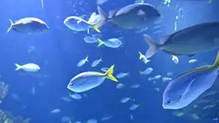 España - Valencia - Oceanografic