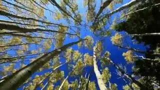 Turkish Music / folk song
