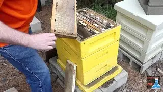 Harvest Crystallized Honey from Dead Hive?  I'm going to try...