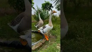 Gigantic Goose Eggs: You Won't Believe Their Size #gooseeggs #eggs #shorts