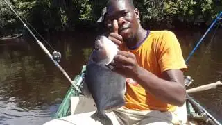 My biggest black piranha so far June 2016