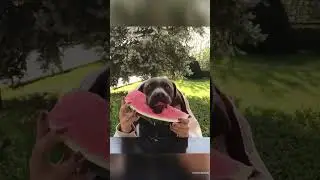 Le Encanta la Sandia🍉😍