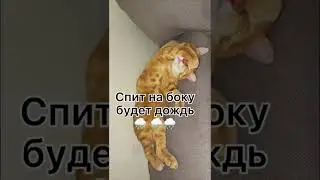 Как определить Погоду по позе сна котика 