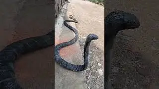 Verhon Adu ilmu dengan pengguna jalan.