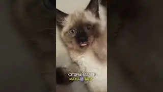 Нам сегодня годик😍 незаметно время пролетело)) #котики#смешныеживотные#shortsyoutube#шортс
