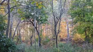 Lower Branch of the River Rouge - 6