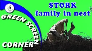 STORK FAMILY IN NEST - Green Screen Corner Chrome Key Animation Free Use No Copyright BIRDS