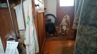 Берта не хочет делиться палочкой