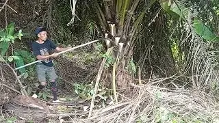 Proning poko sawit gondrong mengunakan egrek