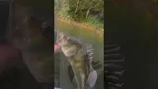Muita resenha na Cachoeira da Fumaça 🔥🐟
