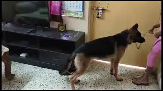 TUG OF WAR WITH DOG