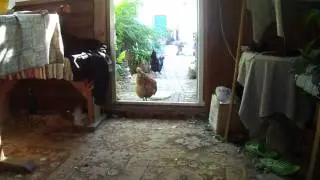 Собрание #5