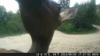 Elk crimes