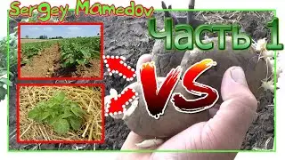 ➤ПОСАДКА КАРТОФЕЛЯ. БИТВА МЕТОДОВ ПОСАДКИ. Часть 1