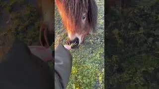 Пони Pony #pony #mini #travel #amsterdam #europe #animal #life