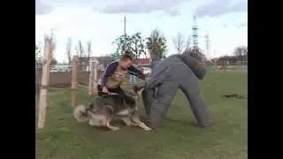 Koritsa Torheart (12 months) - first test
