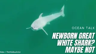 Is This The Youngest Great White Shark Caught on Drone Footage