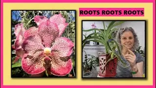 VANDA ORCHID IN A CONTAINER, ROOTS GONE WILD