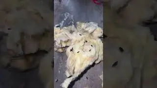 How we get your rats out of your drain pipes! ( never seen before) 