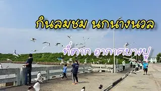 กินลมชมนกนางนวล I สถานตากอากาศบางปู I สถานที่เที่ยวใกล้กรุงเทพฯ I 1 ปีมีครั้งเดียว #Vlog #Thailand