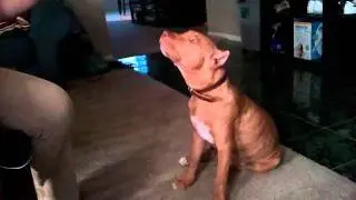 Spartacus howling