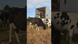 телеграм kambulatof