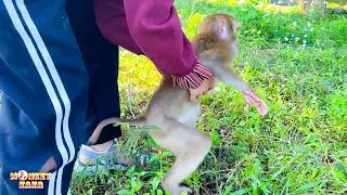 Monkey Kaka cried miserably wanting to return to her family