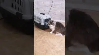 Освободительница😂 