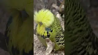 Graygreen show budgie cock #budgie #budgies #viral #muhabet #muhabbetkuşu #periquito